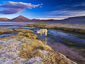 Alpaca, Bolivia, lake
