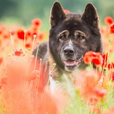 Brown, American akita, papavers, dog