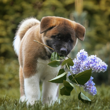 dog, American akita, without, Puppy