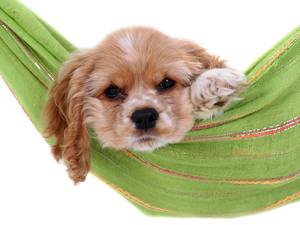 Hammock, American Cocker Spaniel, Puppy