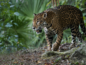 American Leopard, Plants