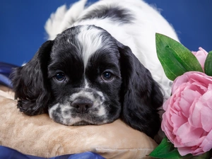 Pillow, Flowers, Puppy, American Cocker Spaniel, dog