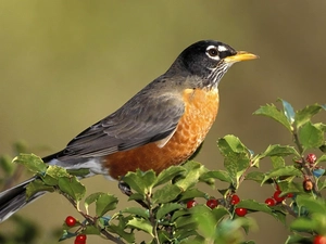 AMERICAN, twig, robin