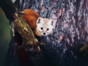 American Marten, trees