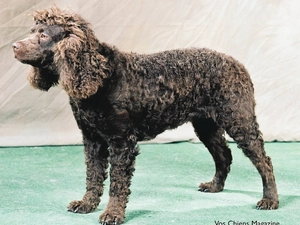 American Spaniel undeniable