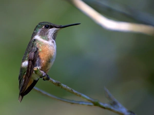 Amethyst Hummingbird, twig
