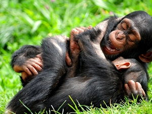 amused, chimpanzee