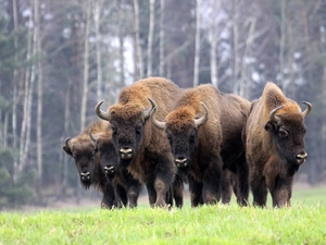 Bisons, glade, grass, an