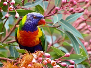 branch, Rainbow Lorikeet, an