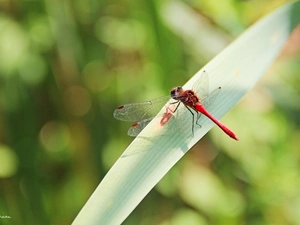grass, dragon-fly, an