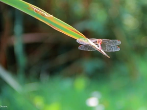 grass, dragon-fly, an