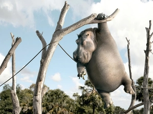 hippo, tree, Banana, an