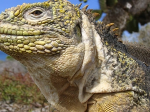 Iguana, islands, Galapagos, an