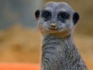 research, The look, an, Guard, Meerkat