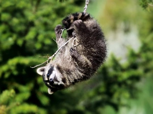 pendant, branch, raccoon, an