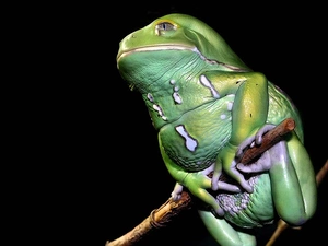 Green, an, stick, strange frog