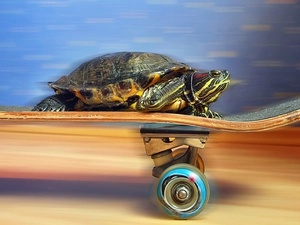 turtle, skateboard, speed, an