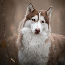 Siberian Husky, Brown and white, dog