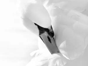 Swans, feather, Black and white, nose