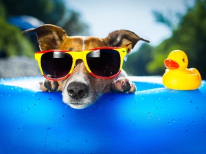 Rubber Swimming-pool and Duck, dog, Glasses