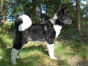 Black and White, American akita