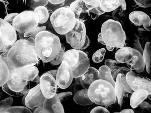 Black and white, jellyfish, sea