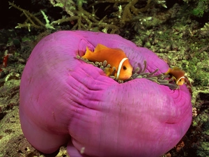 Sea Anemones, Two cars, clownfish