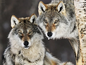 wolves, Two cars, angry