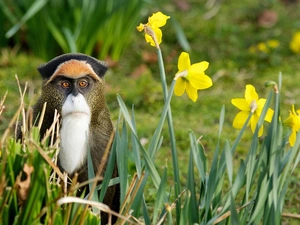 Animal, Flowers