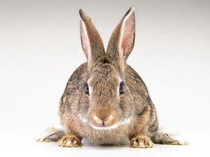 Animal, Rabbit