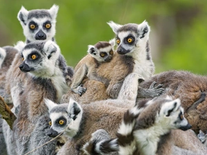 animals, lemurs