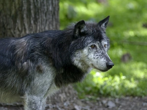 animals, Wolf
