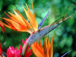 Strelitzia Royal, Green Anolis