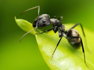 ant, leaf