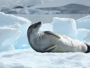 Antarctica, seal, Icecream