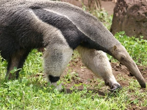 anteater, grass