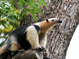 anteater, cork, trees
