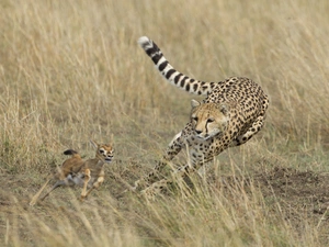 Cheetah, Pursuit, hunting, Antelope