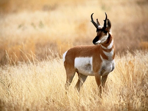 Antelope, grass