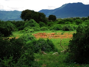 herd, Mountains, VEGETATION, antelope