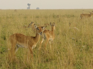 Antelope, savanna