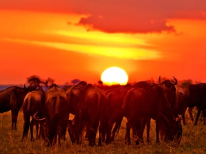 wildebeest, Great Sunsets, Antelope