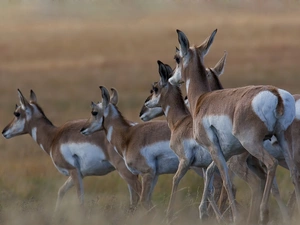 Antelope
