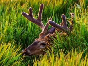 deer, antlers, grass, hidden, tall
