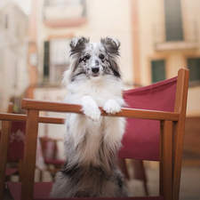 Puppy, Chair, apartment house, shetland Sheepdog