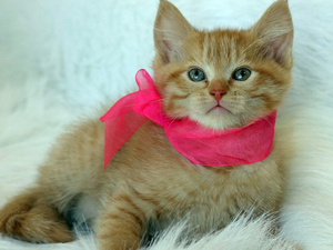 apatite, small, kitten