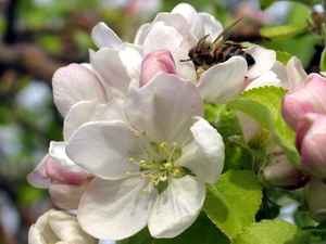 bee, Colourfull Flowers, apple