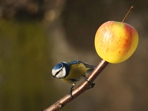 pole, tit tit, Apple