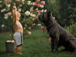 Kid, dog, bucket, Cane Corso, Big, boy, apples