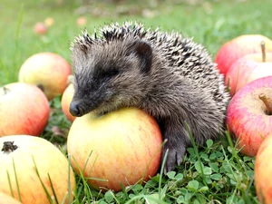 apples, small, hedgehog